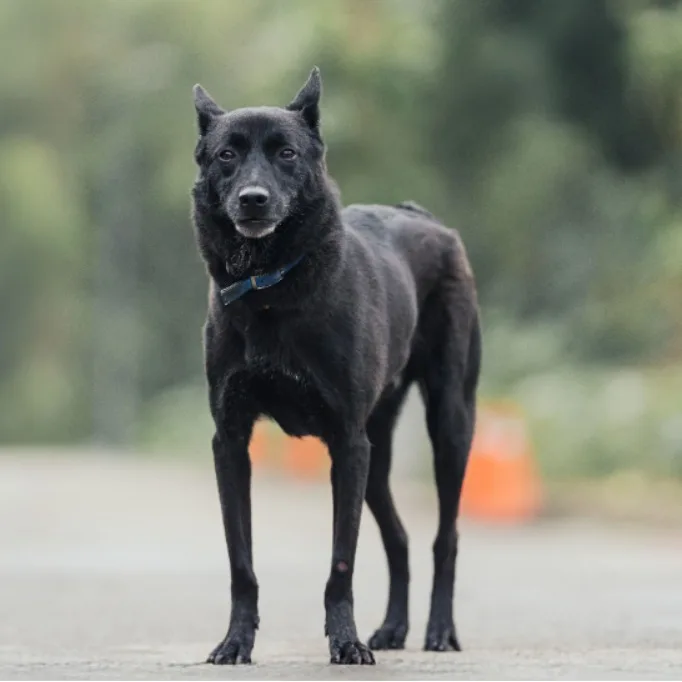 混種犬