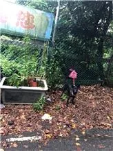 混種犬