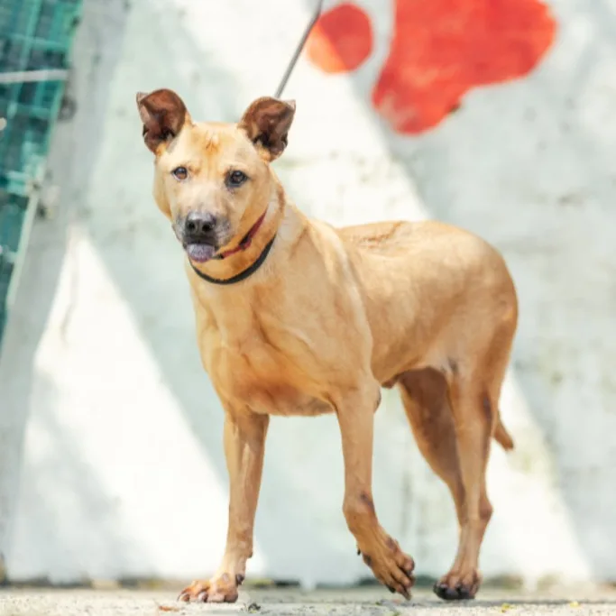 混種犬