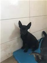 混種犬