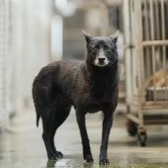 混種犬
