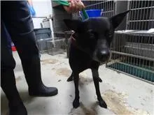 混種犬