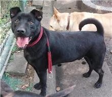 混種犬
