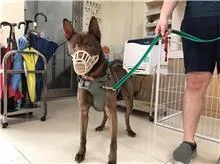 混種犬