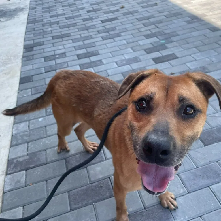 混種犬