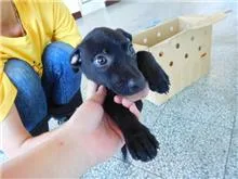 混種犬