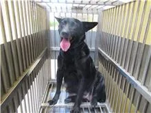 混種犬