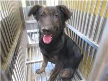 混種犬