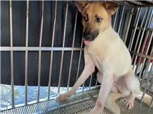 混種犬