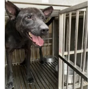混種犬
