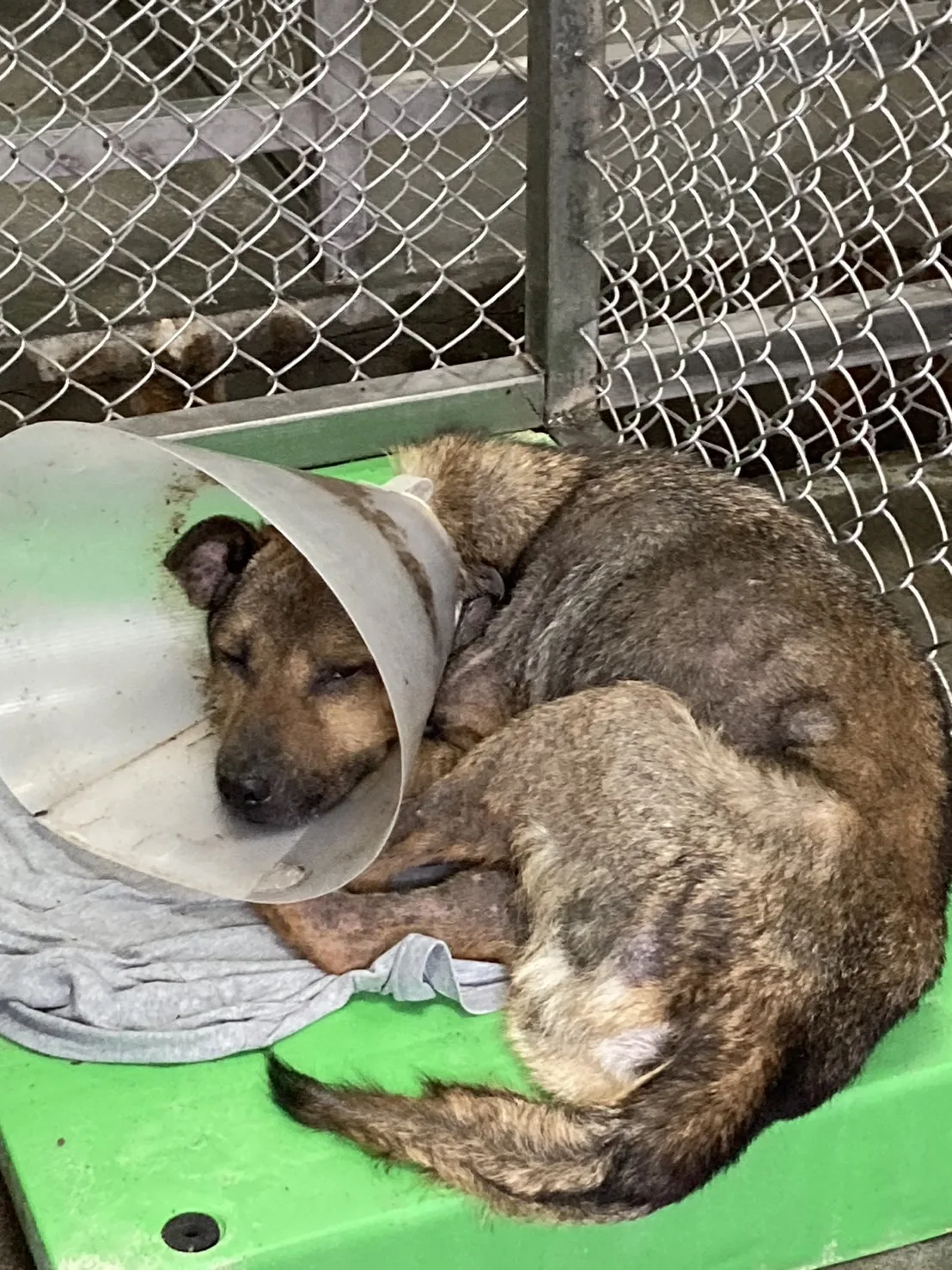 混種犬