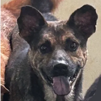 混種犬