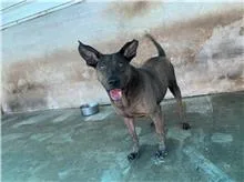 混種犬