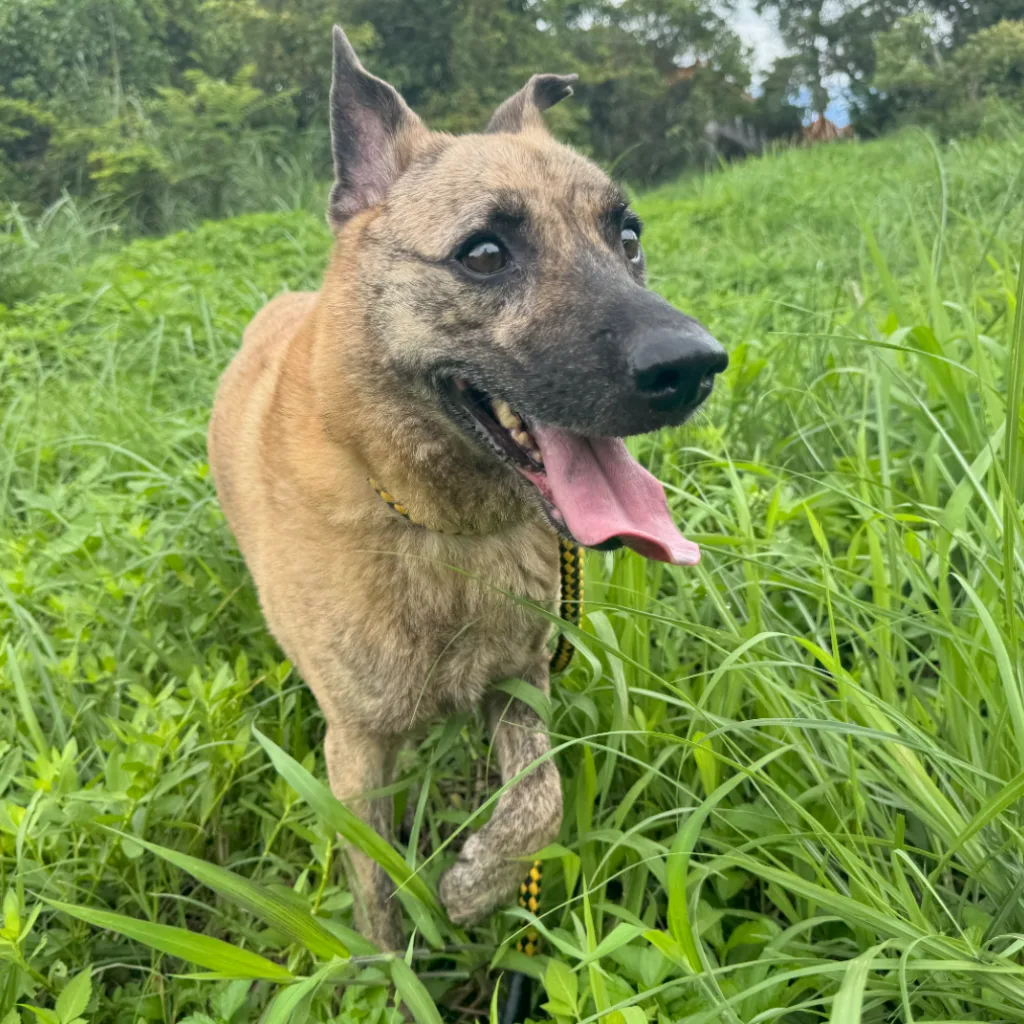 混種犬