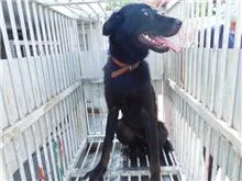 混種犬