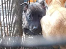 混種犬