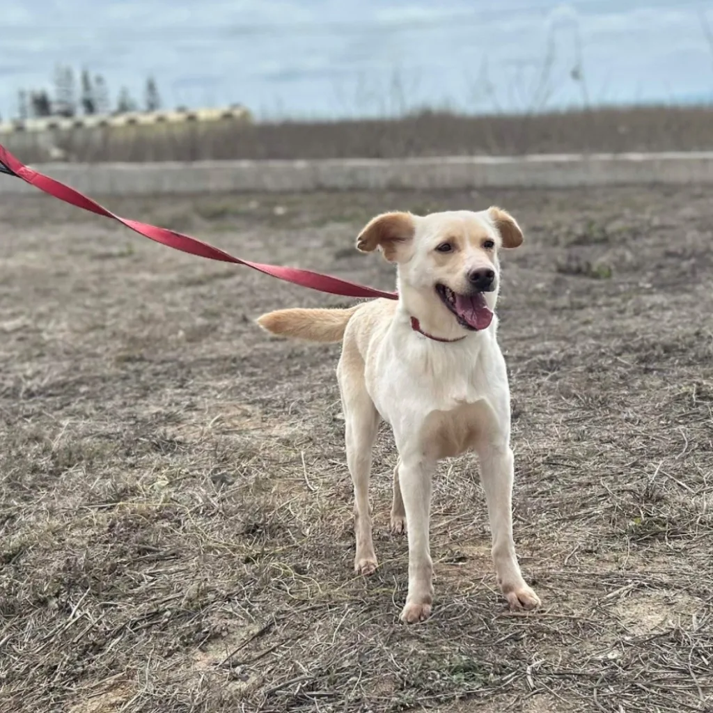 混種犬