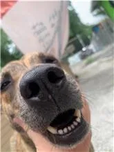 混種犬