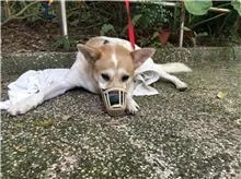 混種犬