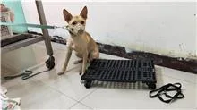混種犬