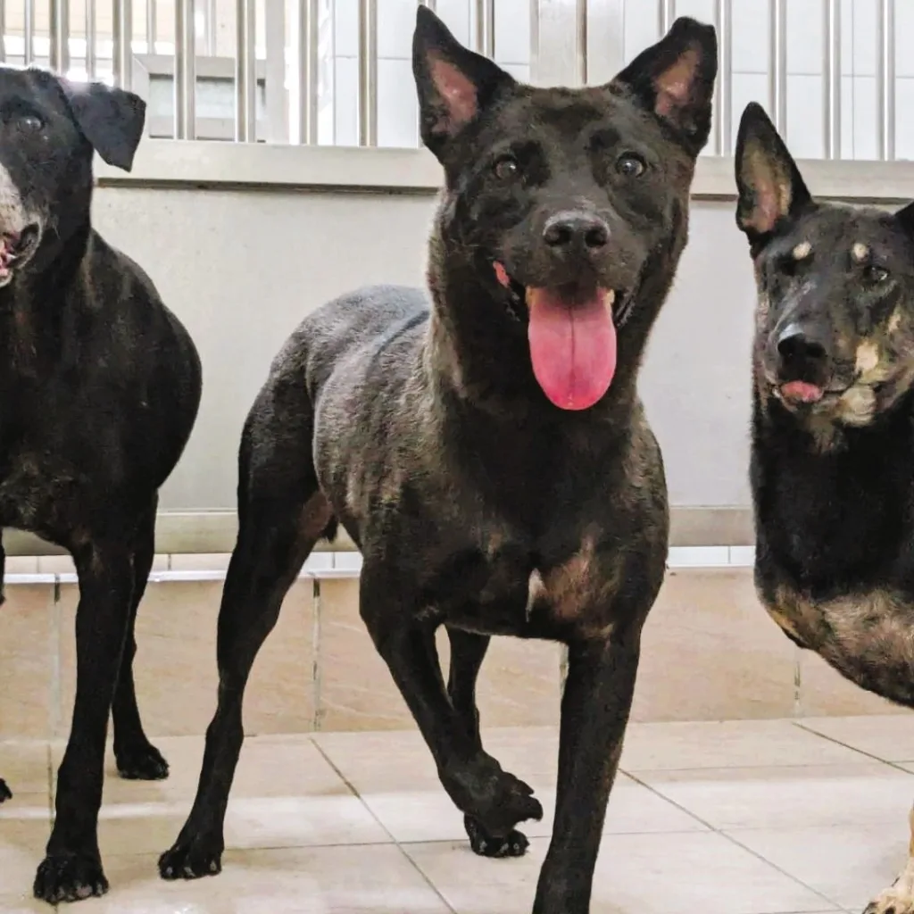 混種犬