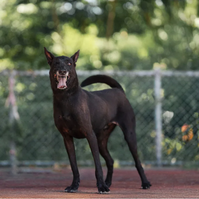 混種犬