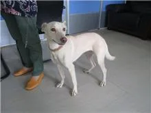 混種犬