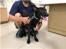 混種犬
