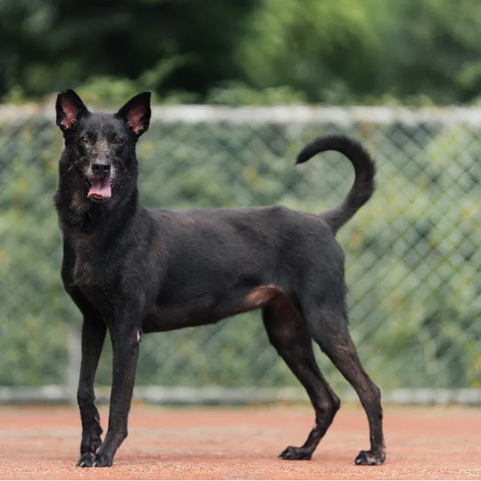 混種犬
