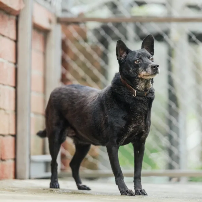 混種犬
