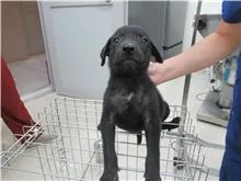 混種犬