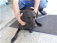 混種犬