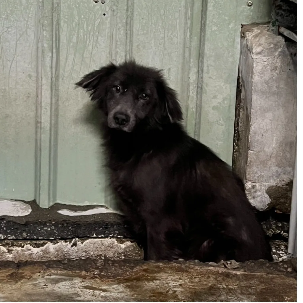 混種犬