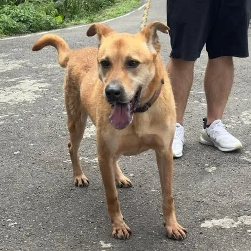 混種犬