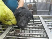 混種犬