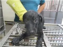 混種犬