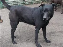 混種犬