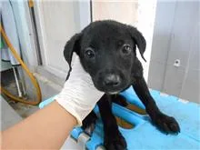 混種犬