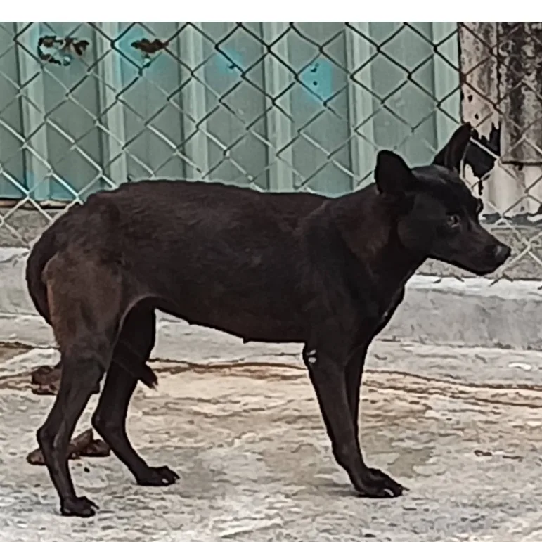 混種犬