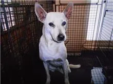 混種犬