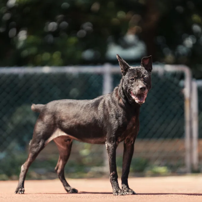 混種犬