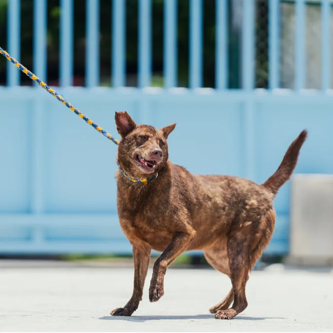 混種犬