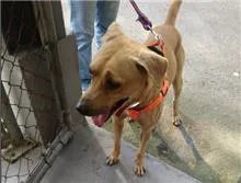 混種犬