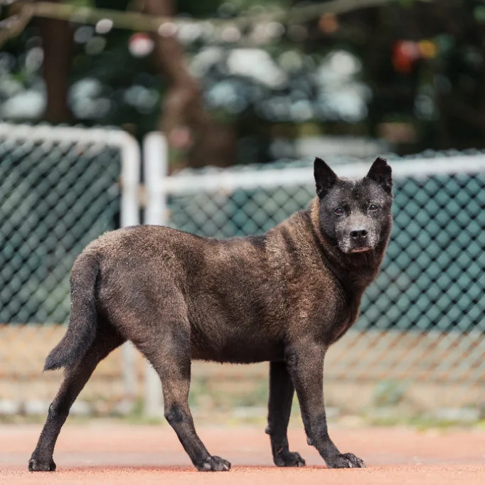 混種犬