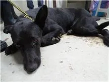 混種犬