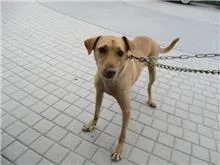 混種犬