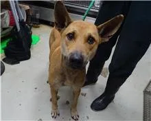 混種犬