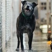 混種犬