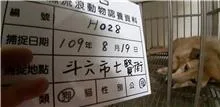 混種犬