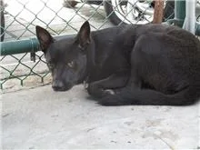 混種犬